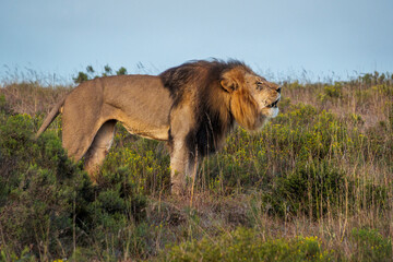 Powerful lion (Panthera leo) roaring in the wild near Gqeberha, Eastern Cape, South Africa....