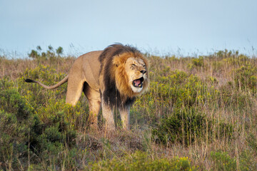 Powerful lion (Panthera leo) roaring in the wild near Gqeberha, Eastern Cape, South Africa....