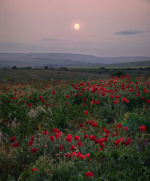 South Heighton Poppy fields sunset on the south downs with Kingston ridge in the background, east Sussex south east England
