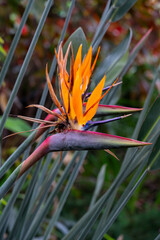 Paradise Flower Splendor