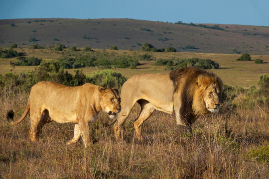 Majestic lion and lioness (Panthera leo) in their natural habitat near Gqeberha, Eastern Cape, South Africa. Perfect for wildlife, safari, and African nature projects.
