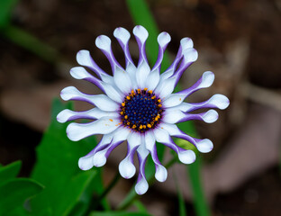 Close-Up of a Spoon-Petaled African Daisy Blooming in Garden Soil