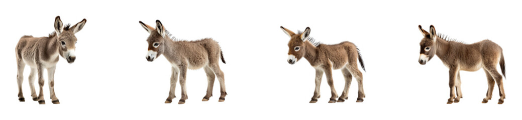 Collection of cute baby donkeys, isolated on a transparent background
