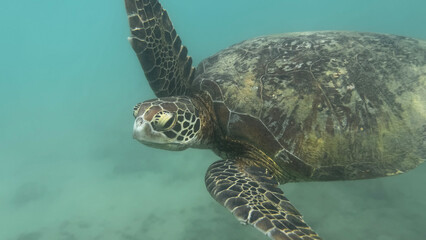 Portrait of wild turtle underwater