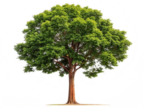 Teak tree png hardwood tree png tropical timber tree png dense wood plant png forest tree png transparent background image