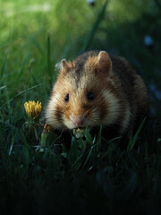 hamster eating the grass in the field
