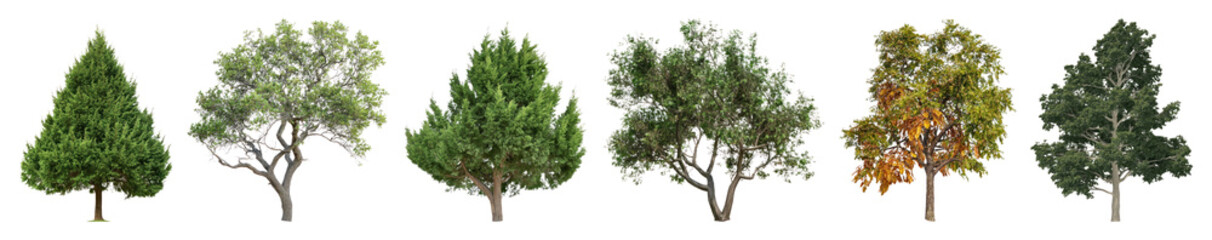 Obraz premium PNG Diverse trees showcasing seasonal changes, element set on transparent background