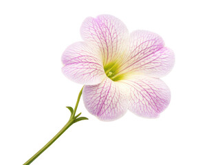 Torenia flower png wishbone flower png garden bloom png purple blossom png ornamental plant png transparent background image