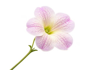 Torenia flower png wishbone flower png garden bloom png purple blossom png ornamental plant png transparent background image