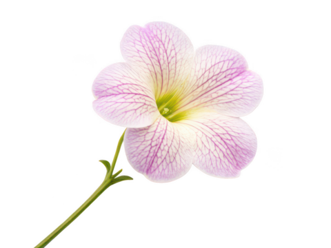 Torenia flower png wishbone flower png garden bloom png purple blossom png ornamental plant png transparent background image