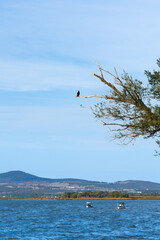 birds on the branch of a tree