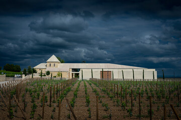 Spring brings vibrant life to the vineyards of Chateau Belai-Monnange in Saint-Emilion, Bordeaux. Grape plants stretch across the landscape beneath a moody sky, hinting at the vineyard's promise.