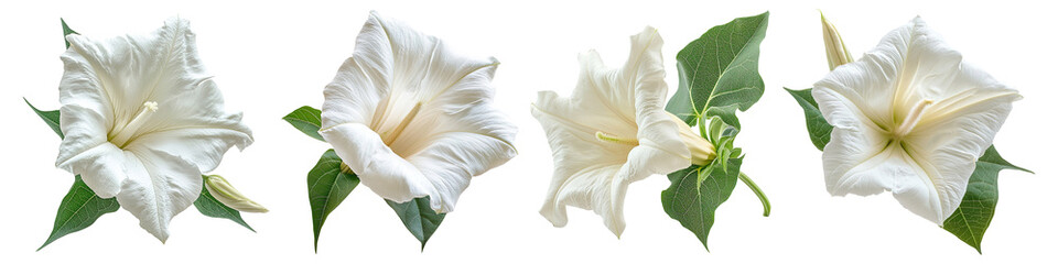 Collection of datura flowers, isolated on a transparent background