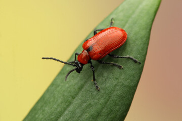 insect lilac fiddlefoot on a leaf