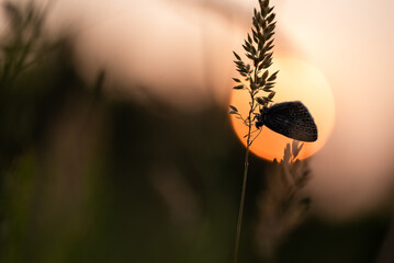 Mały motyl na łące w rosie o świcie.  © Elżbieta Kaps