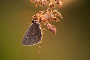 Mały motyl na łące w rosie o świcie. 