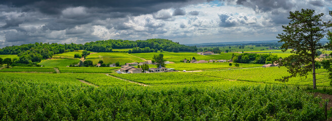 Lush vineyards stretch across the landscape of AOC Saint-Emilion in Saint-Laurent-des-Combes, with vibrant green rows of grapevines under a moody sky, showcasing a serene countryside atmosphere.