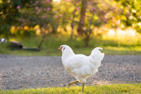 White hen free ranging on farm by gravel driveway in country