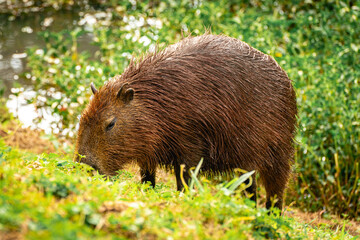 Capibara's grazing in the Horto Florestal Park in São Paulo, Brazil