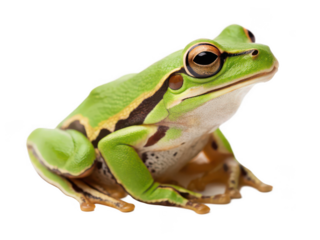 Tree frog animal png arboreal frog png rainforest amphibian png climbing frog png colorful frog png transparent background image