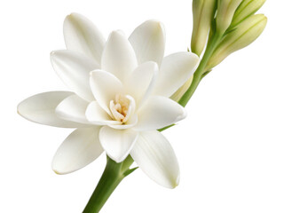 Tuberose png fragrant flower png white blossom png decorative flower png garden plant png transparent background image