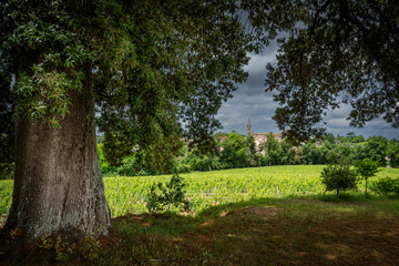 Lush green vines stretch across the vineyard in Saint-Emilion, with a distant church steeple peeking through the trees under an overcast sky, creating a serene landscape.