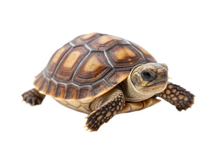 Turtle animal png sea turtle png shelled reptile png aquatic animal png slow creature png transparent background image