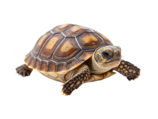 Turtle animal png sea turtle png shelled reptile png aquatic animal png slow creature png transparent background image