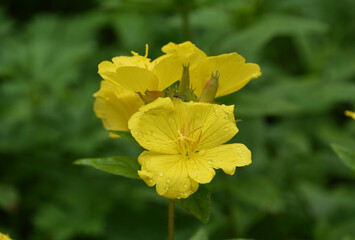 Yellow Flowering Evening Primrose Flowers in Bloom