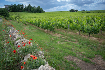 Bright red poppies adorn the grassy area beside a rustic stone wall in the Bordeaux wine region. Spring brings life to the vineyards of Saint-Emilion, enhancing the landscape.