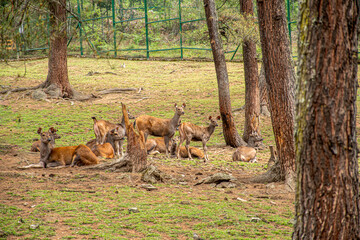 Folk of Sambar Deer in the forest of Thimphu Bhutan
