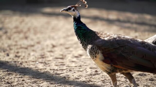 Side View of a Peahen Walking on a Sandy Surface. Natural Elegance of a Peahen with Muted Brown Plumage. Close-Up Video of a Peahen in a Dusty Environment.