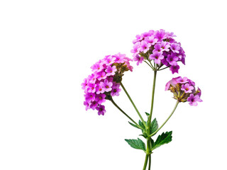 Fototapeta premium Verbena png garden flower png purple bloom png ornamental plant png flowering herb png transparent background image