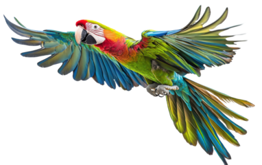 Colorful parrot is flying in the air