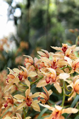 Red and yellow orchid flowers
