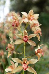 Red and white orchid