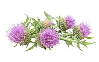 Bunch of purple flowers with green stems