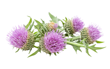 Bunch of purple flowers with green stems