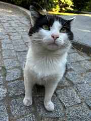 Portrait of a red cat close-up. The cat lies relaxing on the pavement.