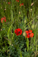 Field of poppy flowers, red poppies, blooming field of poppies, park