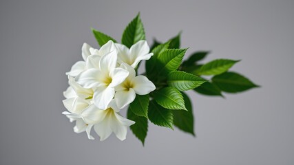 Fototapeta premium Exquisite White Flower Bouquet on Grey Background