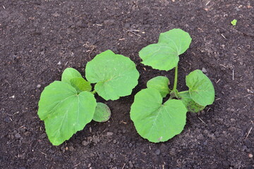 Young Pumpkin Seedlings Growing in the Garden