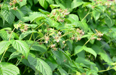 Raspberry plant with green leaves and buds in close-up