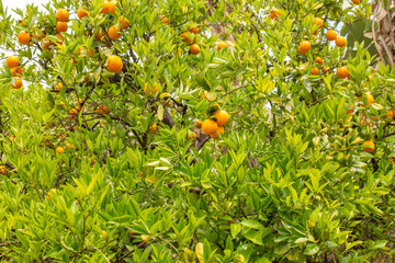 Orange garden with ripe oranges on tree branches. Beautiful orange trees growing outdoors