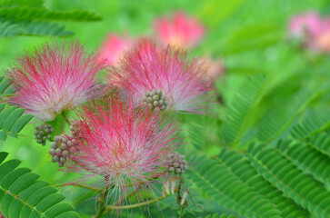 Silk tree ,Albizia julibrissin pink bloossom .Closeup photo outdoors selected focus. Landscaping, gardening concept. Free copy space.