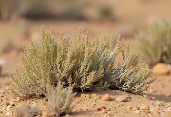 unique flora in desert
