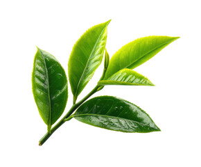 Obraz premium Fresh green tea leaves for tea preparation and herbal remedies, cut out transparent