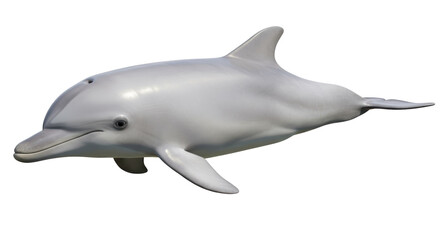 Isolated Dolphin
