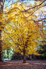 Fototapeta premium Golden tree