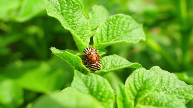 Two beetles on a potato leaf on a sunny day, close up